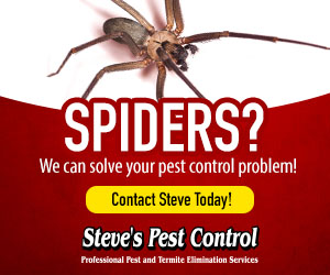 Spiders? We can solve your pest control problems. Contact Steve Today! Steve's Pest Control, Professional Pest and Termite Elimination Services